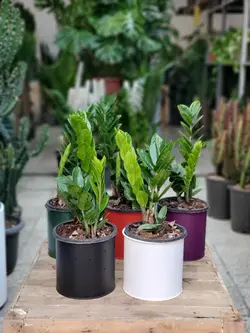 زاموفیلیا  + گلدان فلزی پورتی