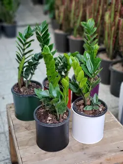 زاموفیلیا  + گلدان فلزی پورتی