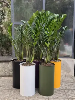 زاموفیلیا + گلدان فلزی پارادایس لارج