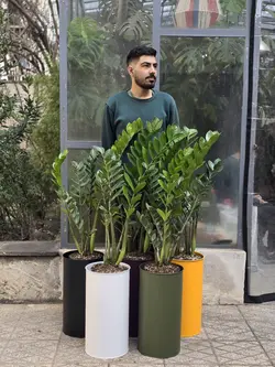 زاموفیلیا + گلدان فلزی پارادایس لارج