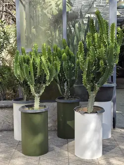 افربیا اینگنس اره ای + گلدان فلزی پالم