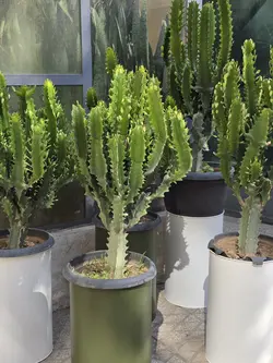 افربیا اینگنس اره ای + گلدان فلزی پالم