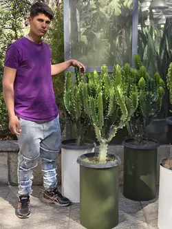 افربیا اینگنس اره ای + گلدان فلزی پالم