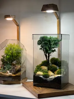 تراریوم بنسای نانا