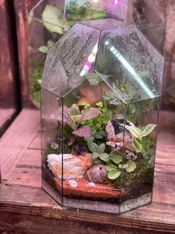 تراریوم گنبدی