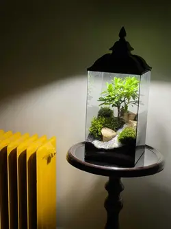 تراریوم بنسای پیتسپروم (همراه چراغ)