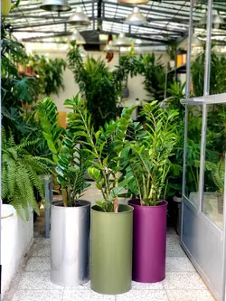 زاموفیلیا + گلدان فلزی پارادایس لارج