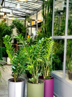 زاموفیلیا + گلدان فلزی پارادایس لارج