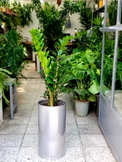 زاموفیلیا + گلدان فلزی پارادایس لارج