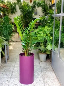 زاموفیلیا + گلدان فلزی پارادایس لارج