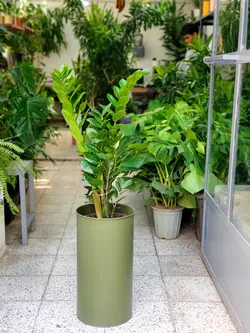 زاموفیلیا + گلدان فلزی پارادایس لارج