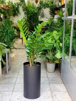 زاموفیلیا + گلدان فلزی پارادایس لارج