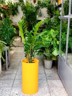 زاموفیلیا + گلدان فلزی پارادایس لارج