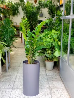 زاموفیلیا + گلدان فلزی پارادایس لارج