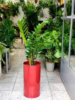 زاموفیلیا + گلدان فلزی پارادایس لارج