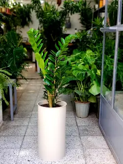 زاموفیلیا + گلدان فلزی پارادایس لارج