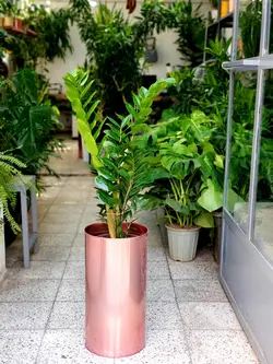 زاموفیلیا + گلدان فلزی پارادایس لارج