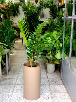 زاموفیلیا + گلدان فلزی پارادایس لارج