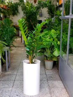 زاموفیلیا + گلدان فلزی پارادایس لارج