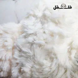 عروسک خرس پاپیونی | فروشگاه اینترنتی ململ