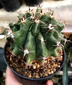 کاکتوس فرو دراگون