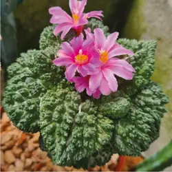 بذر کاکتوس آریوکارپوس گادزیلا کورال بسته ۱۰ عددی