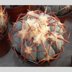 بذر اچینو کاکتوس هوریزانتالینوس Hot Springs Tx فیلددار بسته ۱۰ عدد