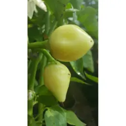خرید بذر فلفل تند رزماری بسته ۱۰ عددی