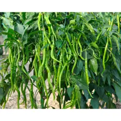 خرید بذر فلفل شیرین دراز شمشیری بسته ۱۰ عددی