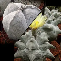 بذر کاکتوس آستروفیتوم کواهلنسی بسته ۱۰ عددی