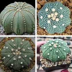 بذر کاکتوس آستریاس میراکل بسته ۱۰ عددی 