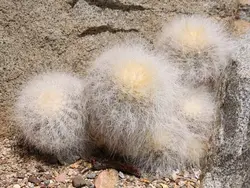 بذر کاکتوس کوپیاپوا کراینزیانا فیلد دار بسته ۱۰ عددی