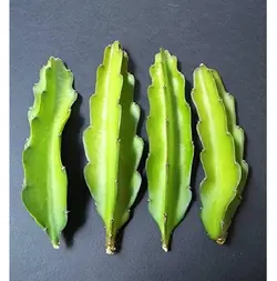 بذر کاکتوس هیلوسرئوس بسته ۱۰ عددی