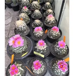 بذر کاکتوس آریوکارپوس میکس بسته ۱۰ عددی