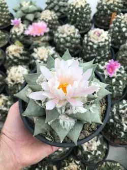 بذر کاکتوس آریوکارپوس میکس بسته ۱۰ عددی
