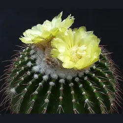 بذر اریو کاکتوس کلاویسپس بسته ۱۰ عددی