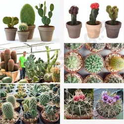 کود کاکتوس بسته ۱۰۰ گرمی مخصوص رشد و گلدهی