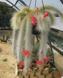 بذر کاکتوس هیدونترا بسته ۱۰ عددی