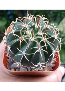 بذر ملو کاکتوس کریسنجاس