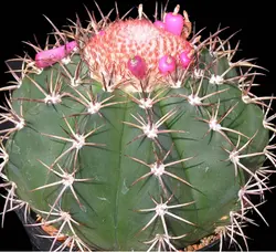 بذر ملو کاکتوس کورویسپینوس