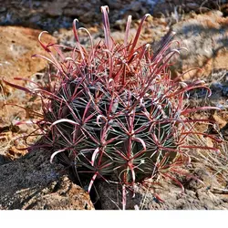 بذر فرو کاکتوس پنینسولا