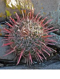 بذر فرو کاکتوس پنینسولا