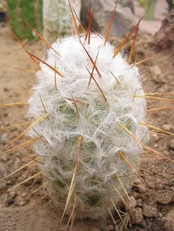 بذر اورئوسرئوس ترولی