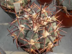 بذر اچینو کاکتوس هوریزانتالینوس VZD 931 فیلددار بسته ۱۰ عددی