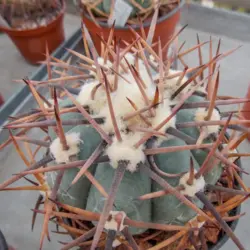 بذر اچینو کاکتوس هوریزانتالینوس vm896 فیلددار بسته ۱۰ عددی