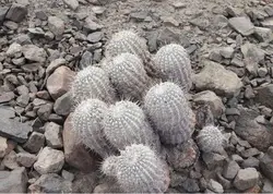 بذر کاکتوس کوپیاپوآ سینرا فیلددار بسته ۱۰ عددی