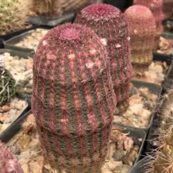 بذر کاکتوس اچینوسرئوس ریگیدیسیموس فیلددار بسته ۱۰ عددی