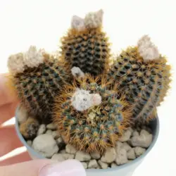 بذر کاکتوس فرالیا مامیفرا فیلدار بسته ۱۰ عددی