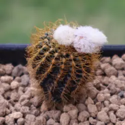 بذر کاکتوس فرالیا مامیفرا فیلدار بسته ۱۰ عددی