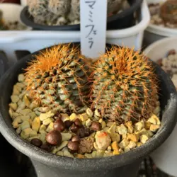 بذر کاکتوس فرالیا مامیفرا فیلدار بسته ۱۰ عددی